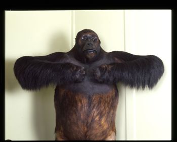 Media type: image;   Mammalogy 23182 Description: published in Rarest of the Rare;
